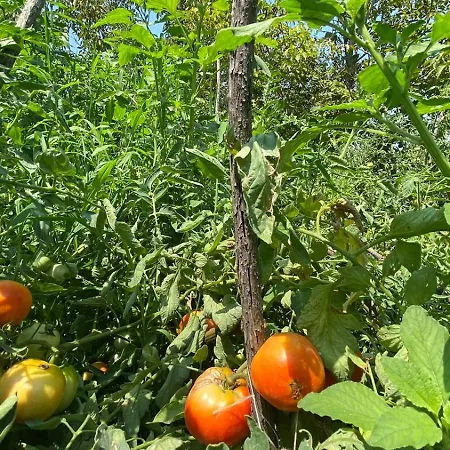 Pensionat Mugs Ljaknasi