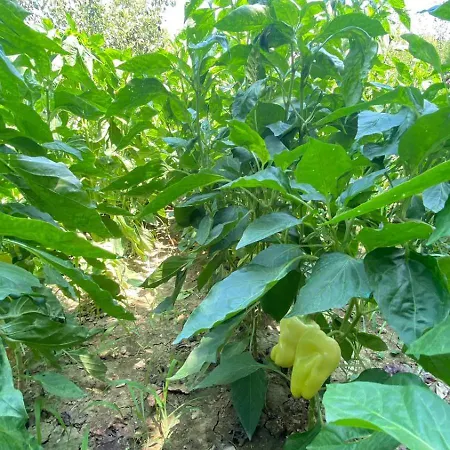 Mugs Pensionat Ljaknasi