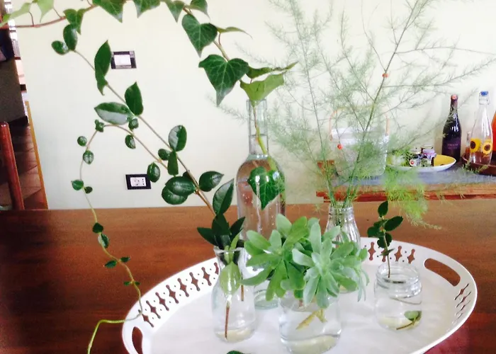 בית הארחה Mugs