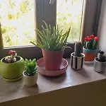 Mugs 4*